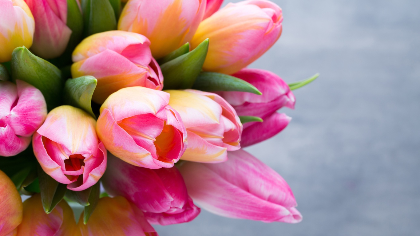 Большой букет розовых тюльпанов на сером фоне крупным планом