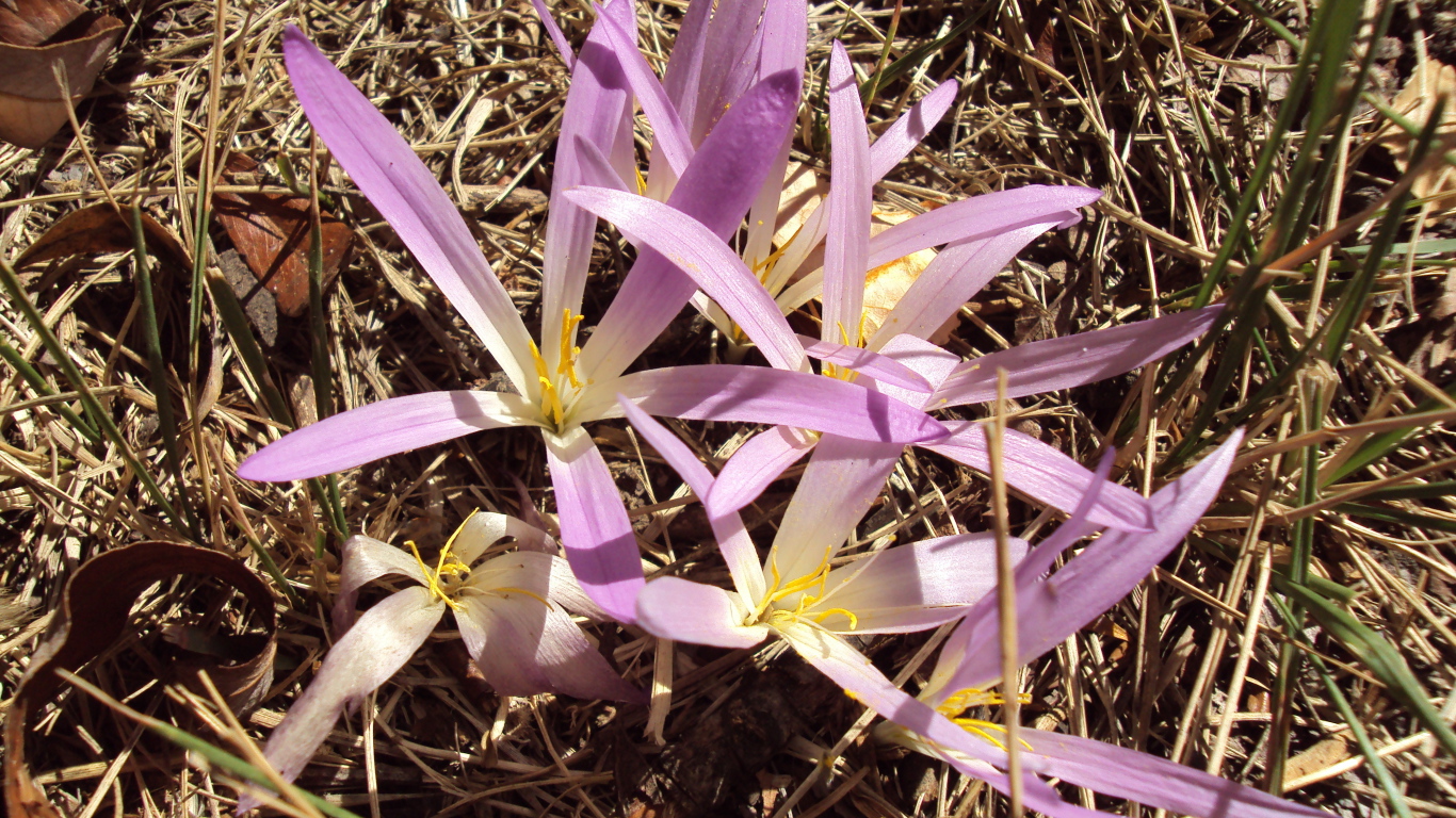 Сиреневые цветы крокуса распустились весной
