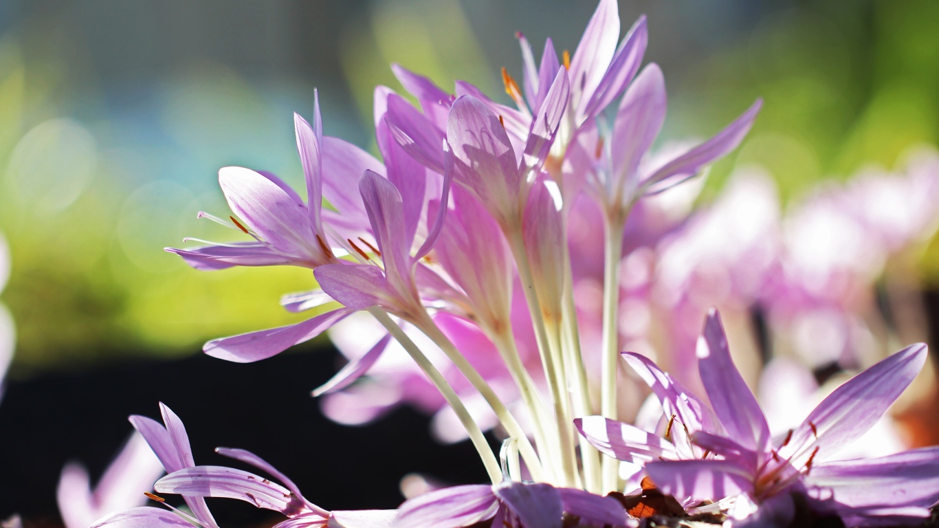 Сиреневые нежные весенние цветы крокусы крупным планом