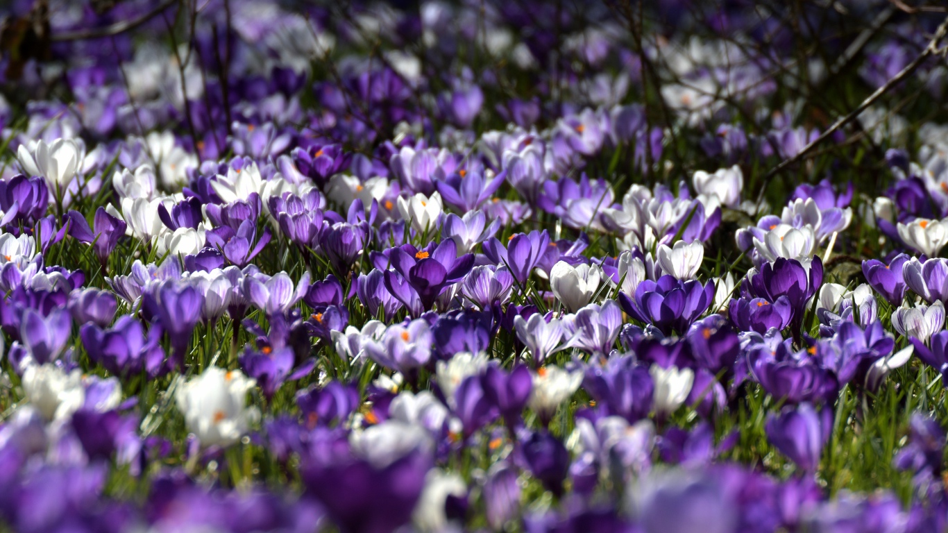 Много красивых разноцветных крокусов