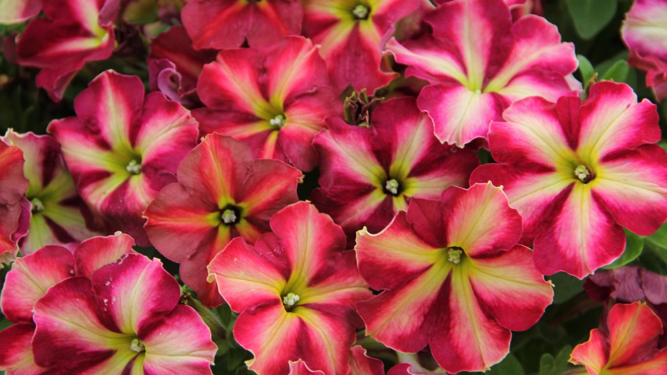 Много красивых розовых цветов петунии 