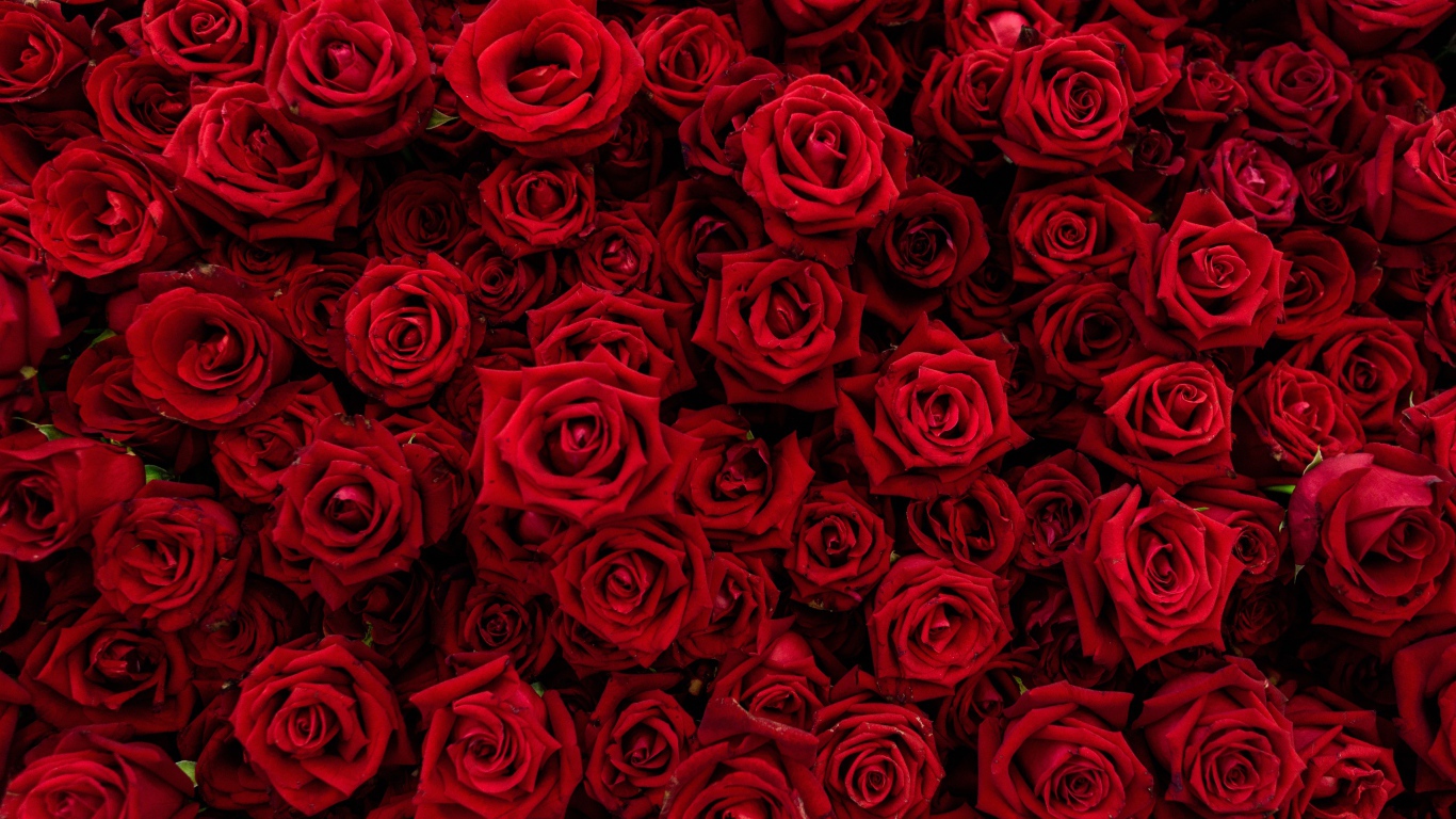 Много красивых красных роз крупным планом