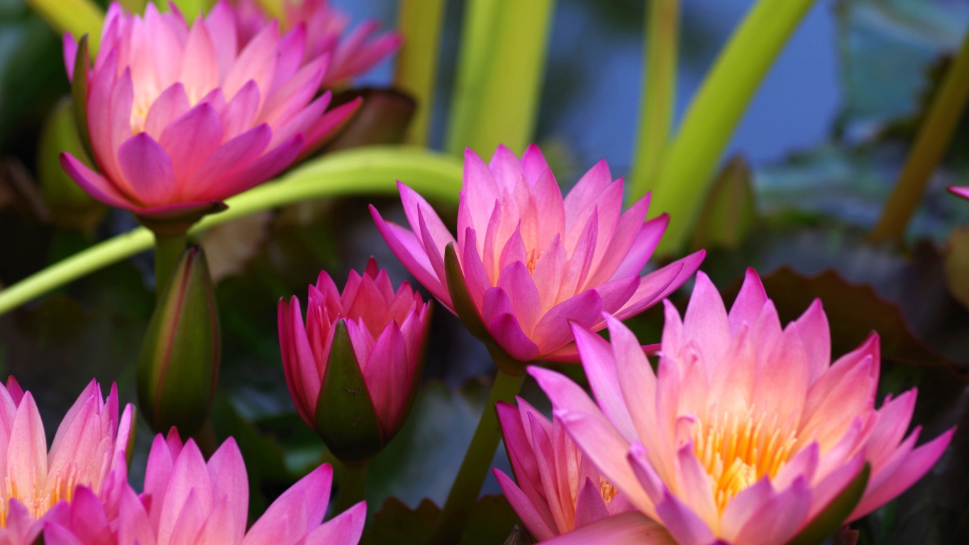 Много розовых цветов лотоса крупным планом