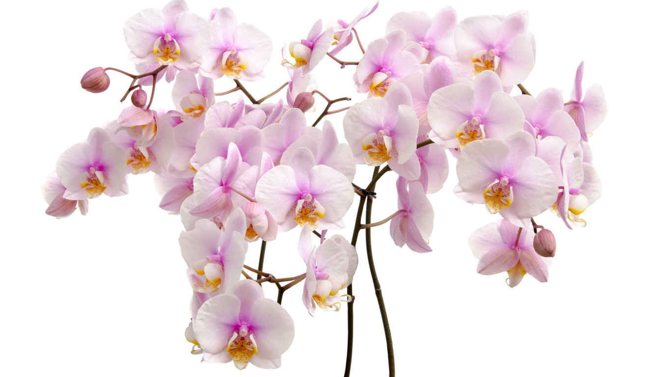Много розовых цветов орхидеи на белом фоне крупным планом