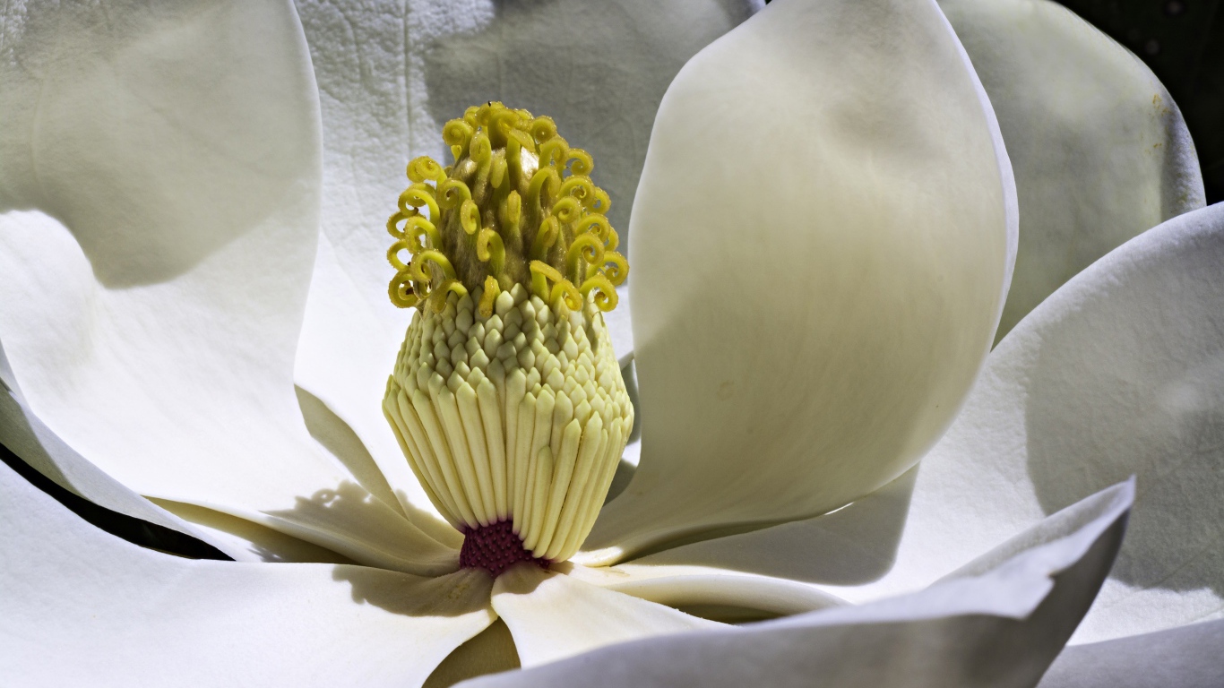 Середина белого цветка магнолии крупным планом