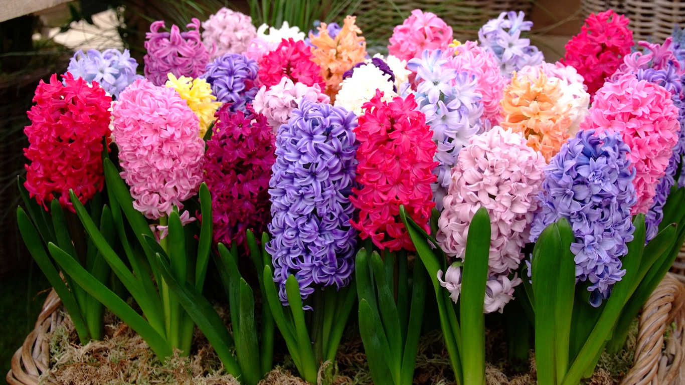 Разноцветные гиацинты крупным планом