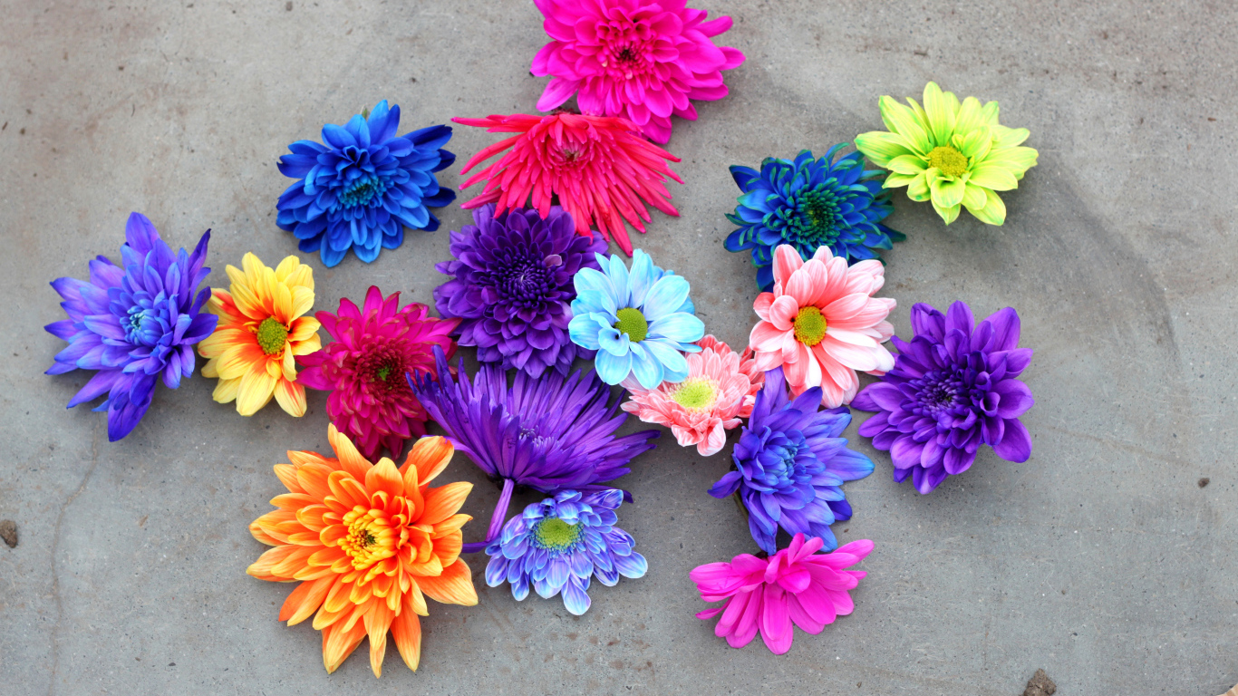 Разноцветный срезанные цветы хризантемы