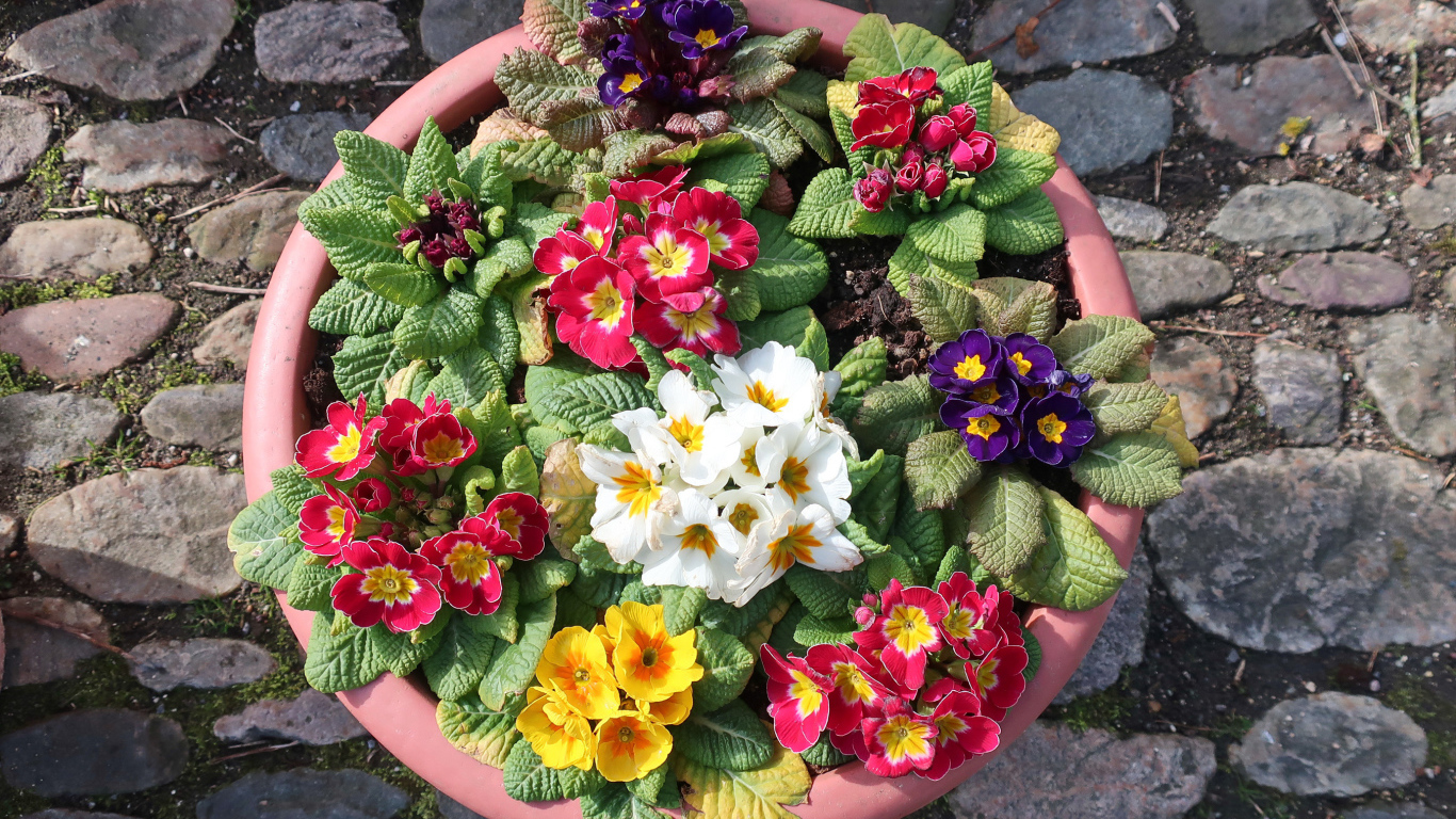 Разноцветные цветы примулы на клумбе