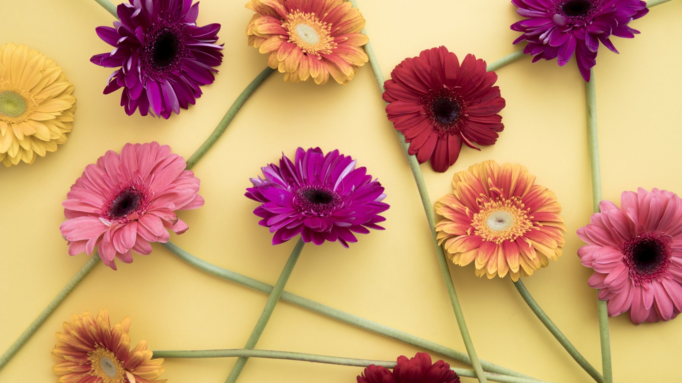 Разноцветные герберы на желтом фоне