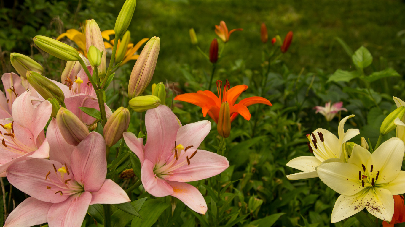Разноцветные лилии с бутонами на клумбе в саду