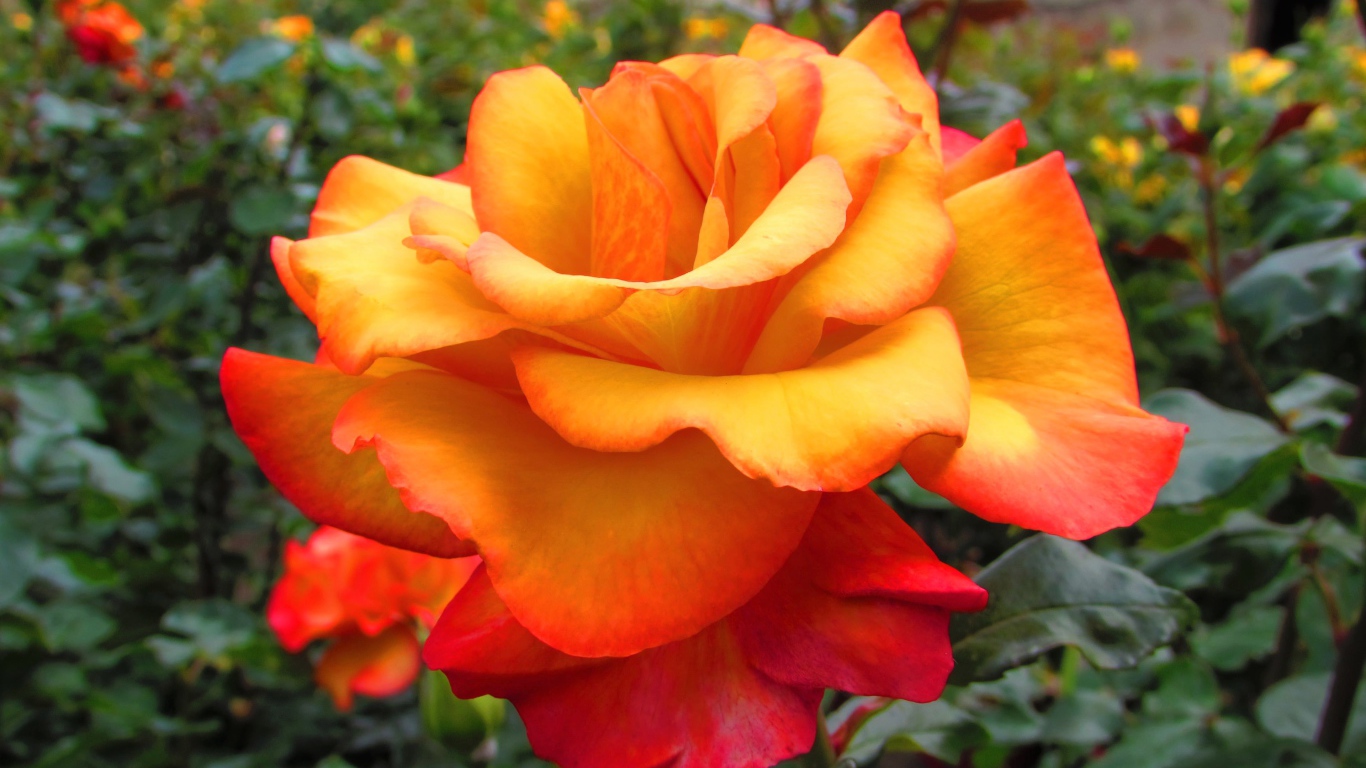 Оранжево - красная роза крупным планом