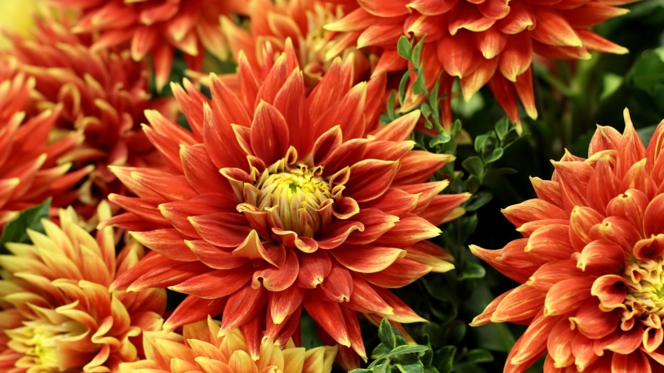 Оранжевые красивые георгины крупным планом 