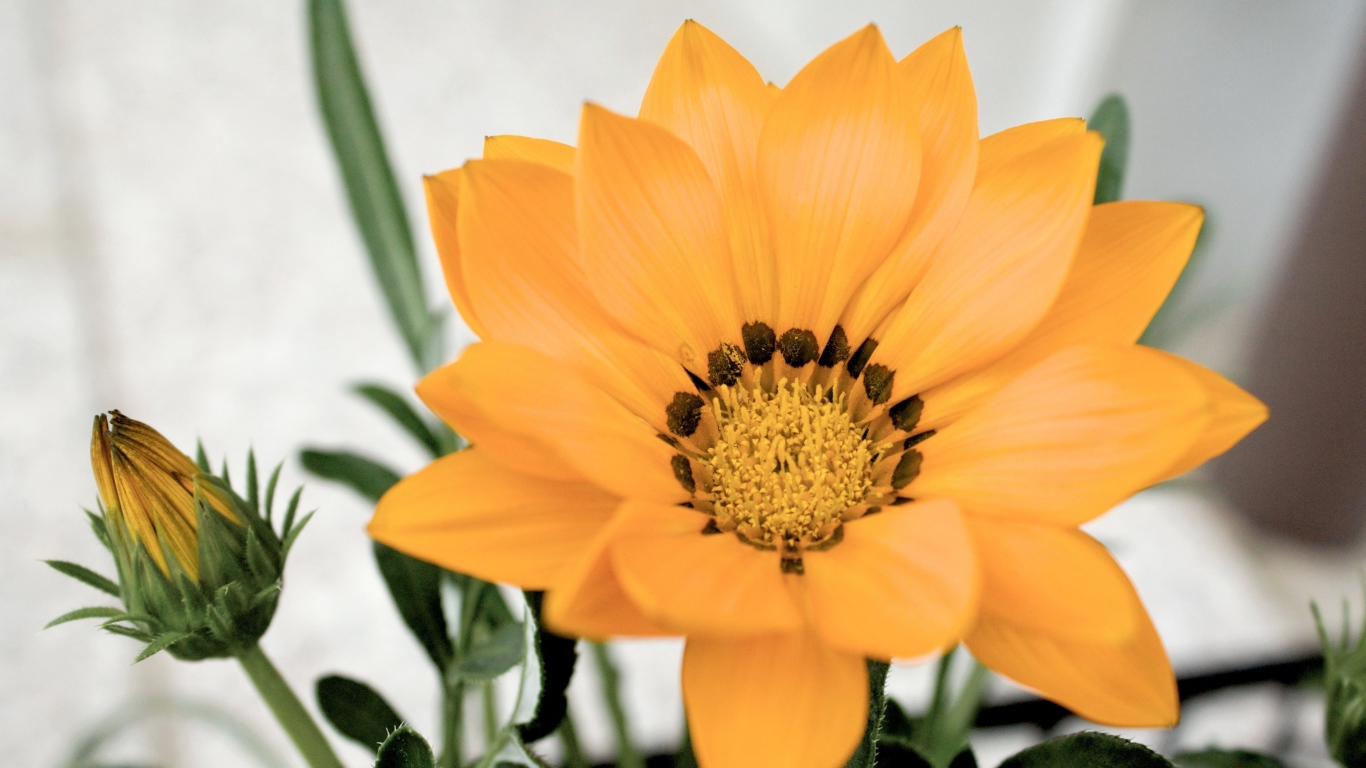 Оранжевый цветок газания с бутоном