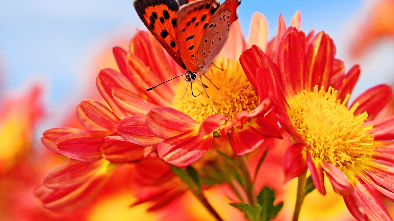 Оранжевые цветы георгина с бабочкой