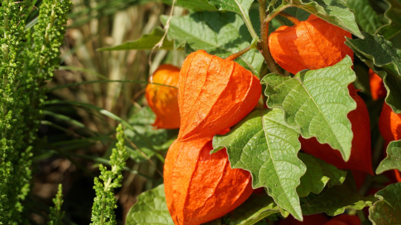 Оранжевые цветы физалиса крупным планом