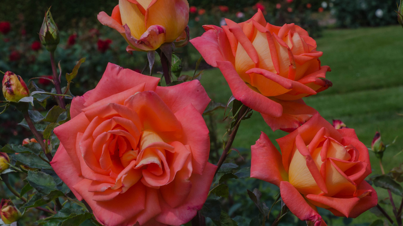 Оранжевые розы с бутонами на клумбе крупным планом