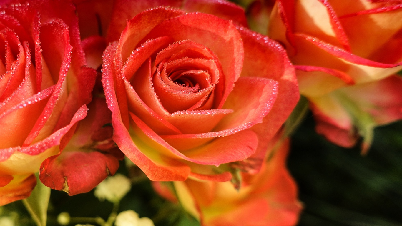 Оранжевые розы с росой на лепестках крупным планом