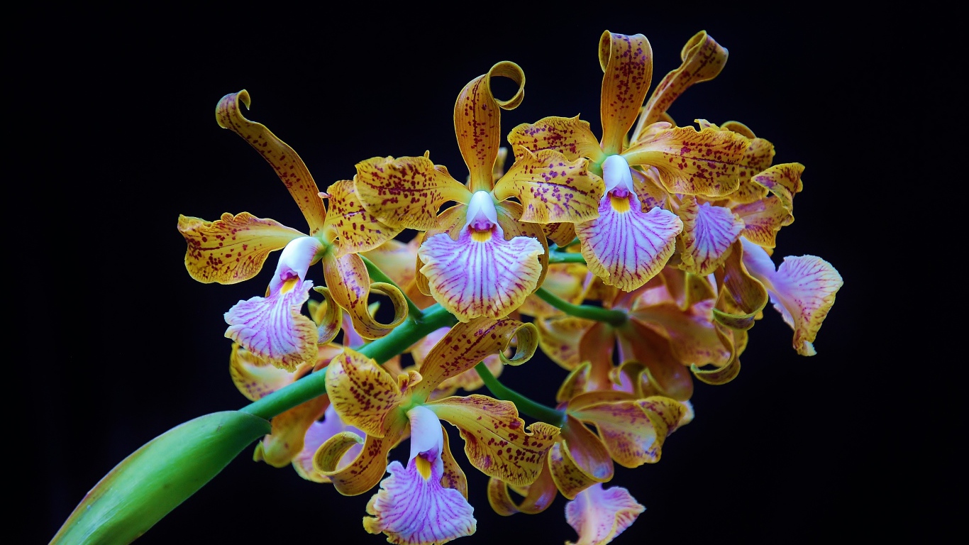 Оранжевые тигровые орхидеи на черном фоне