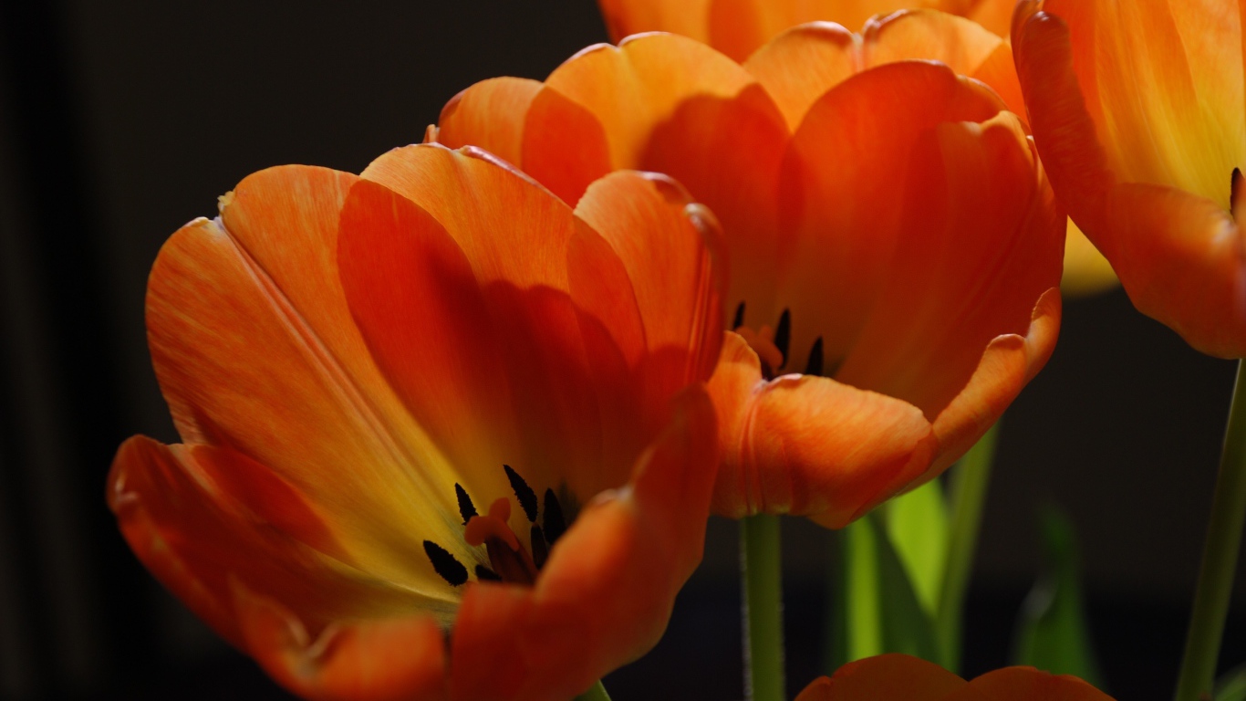 Оранжевые тюльпаны крупным планом