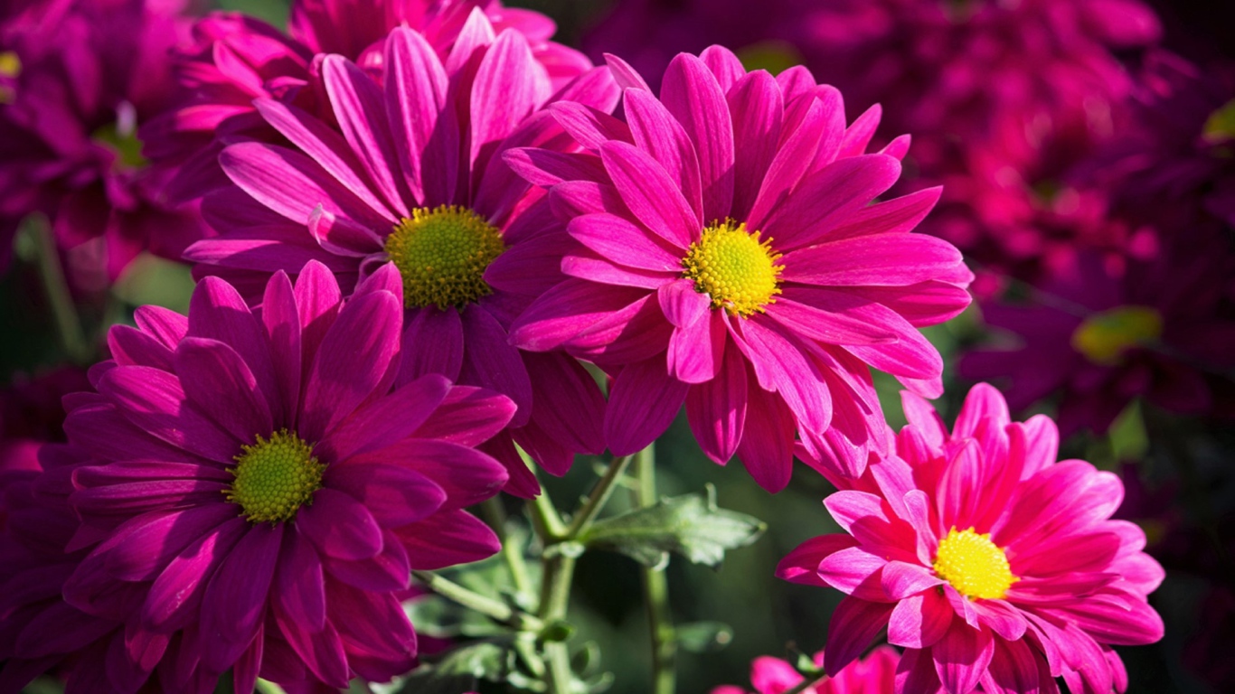 Розовые хризантемы крупным планом 