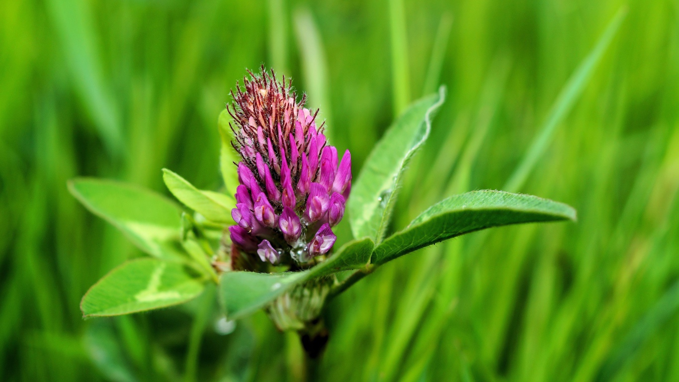 Розовый цветок клевера крупным планом