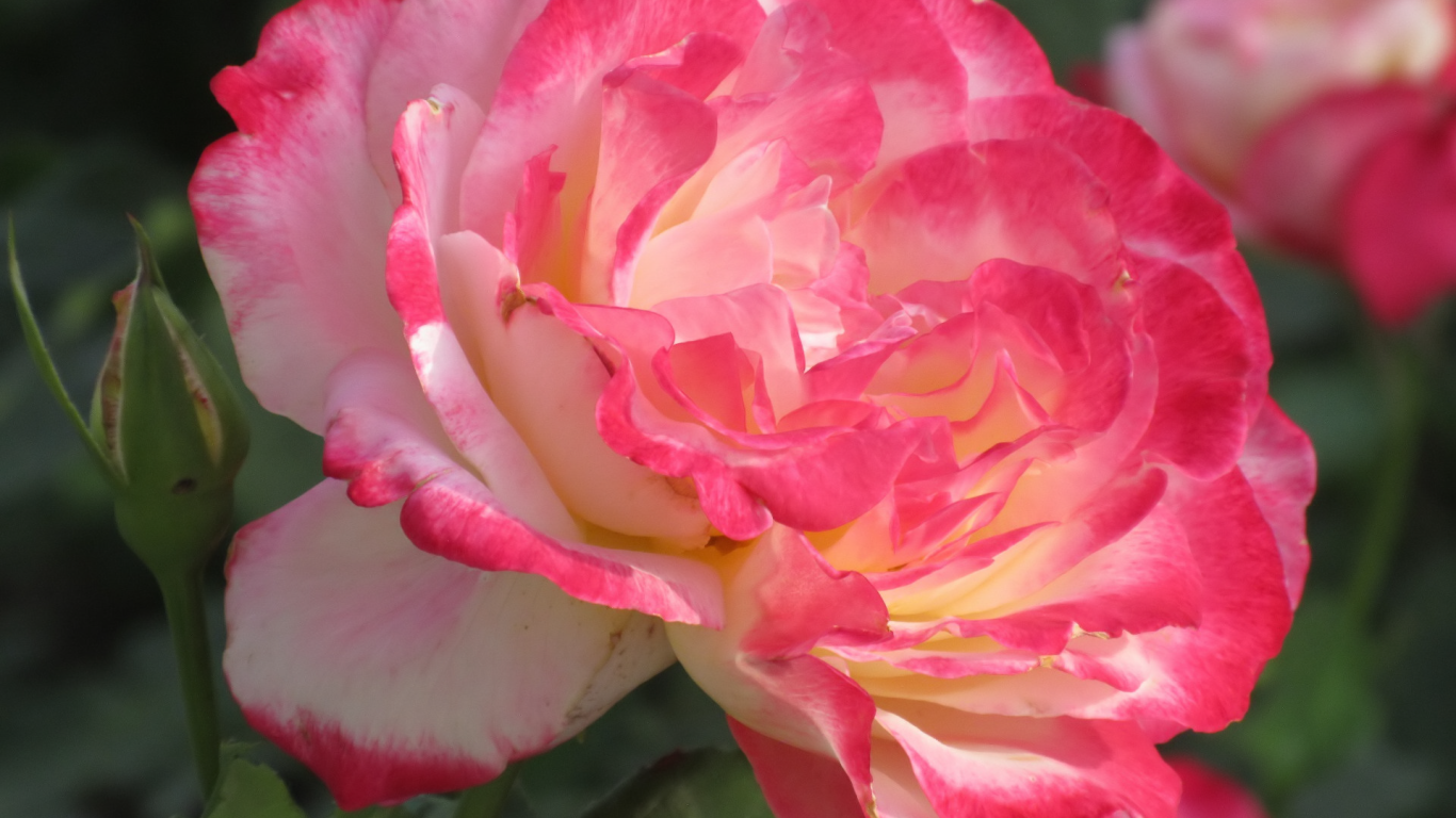 Розовый нежный цветок розы крупным планом