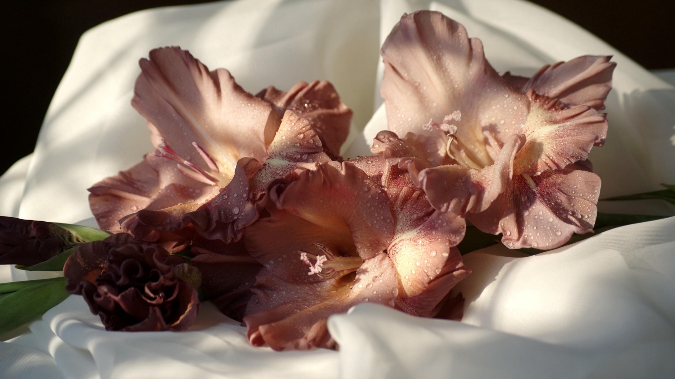 Розовый цветок гладиолуса лежит на белом покрывале 