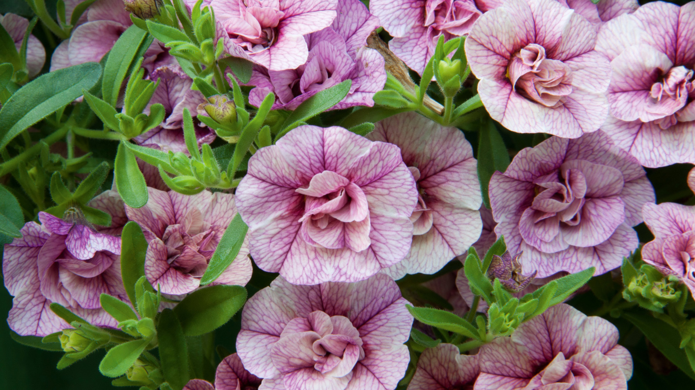 Розовые цветы Калибрахоа крупным планом