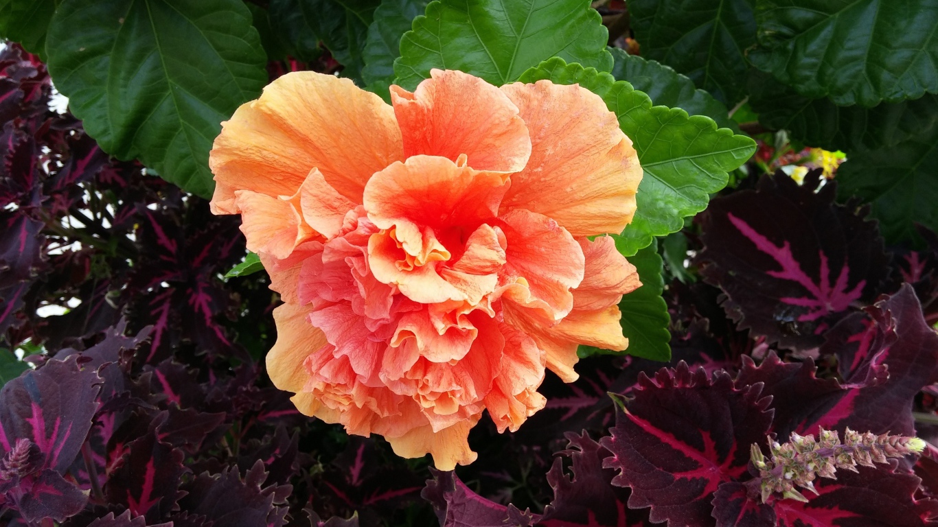 Розовый цветок гибискуса с зелеными листьями