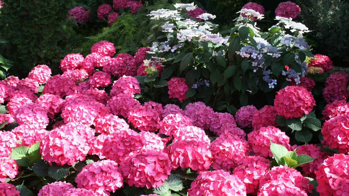 Розовые цветы гортензии в лучах солнца