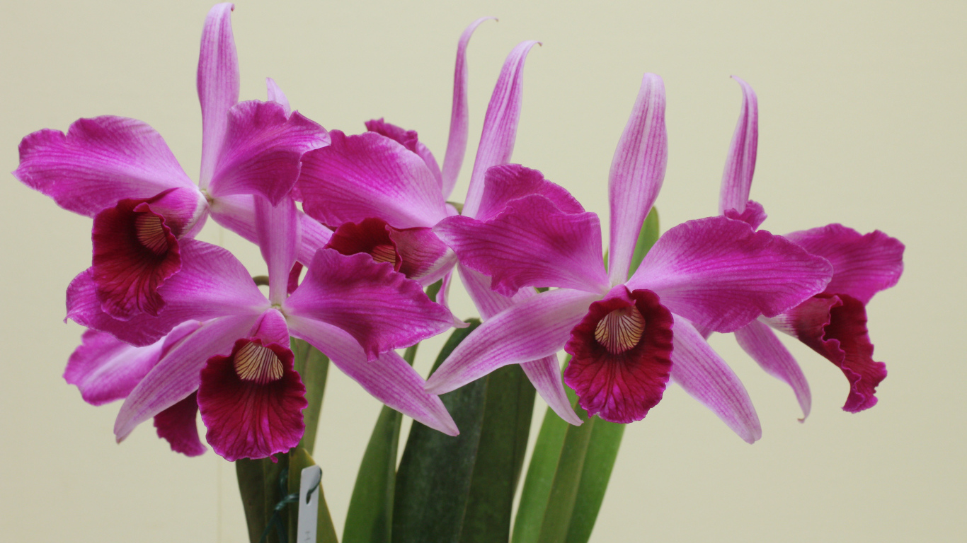 Розовые цветы орхидеи на сером фоне