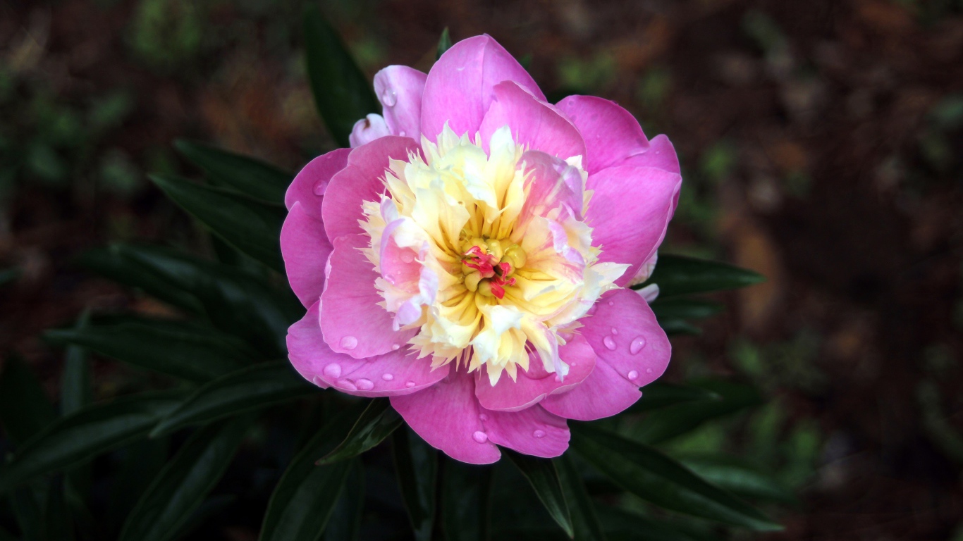 Розовый пион в каплях росы крупным планом