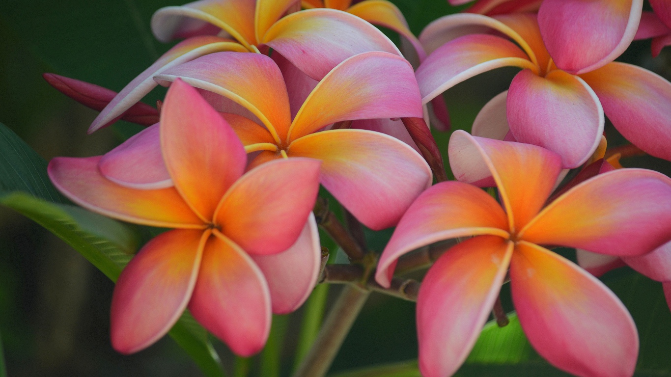 Розовые цветы плюмерия крупным планом 