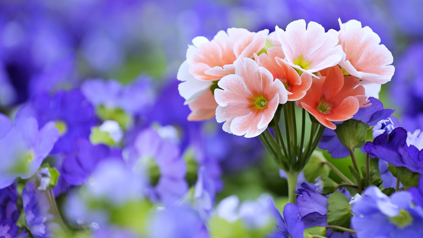 Розовые цветы примулы крупным планом 