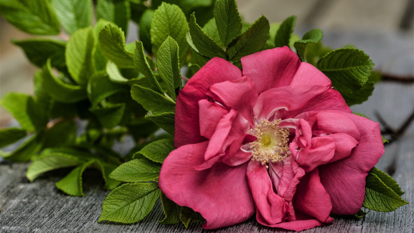 Розовый цветок розы с зелеными листьями