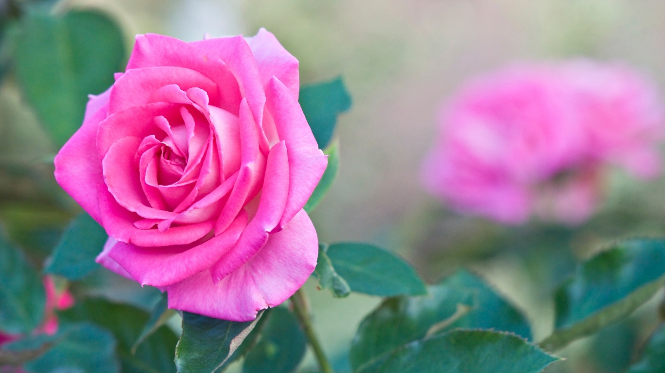 Садовая розовая роза крупным планом