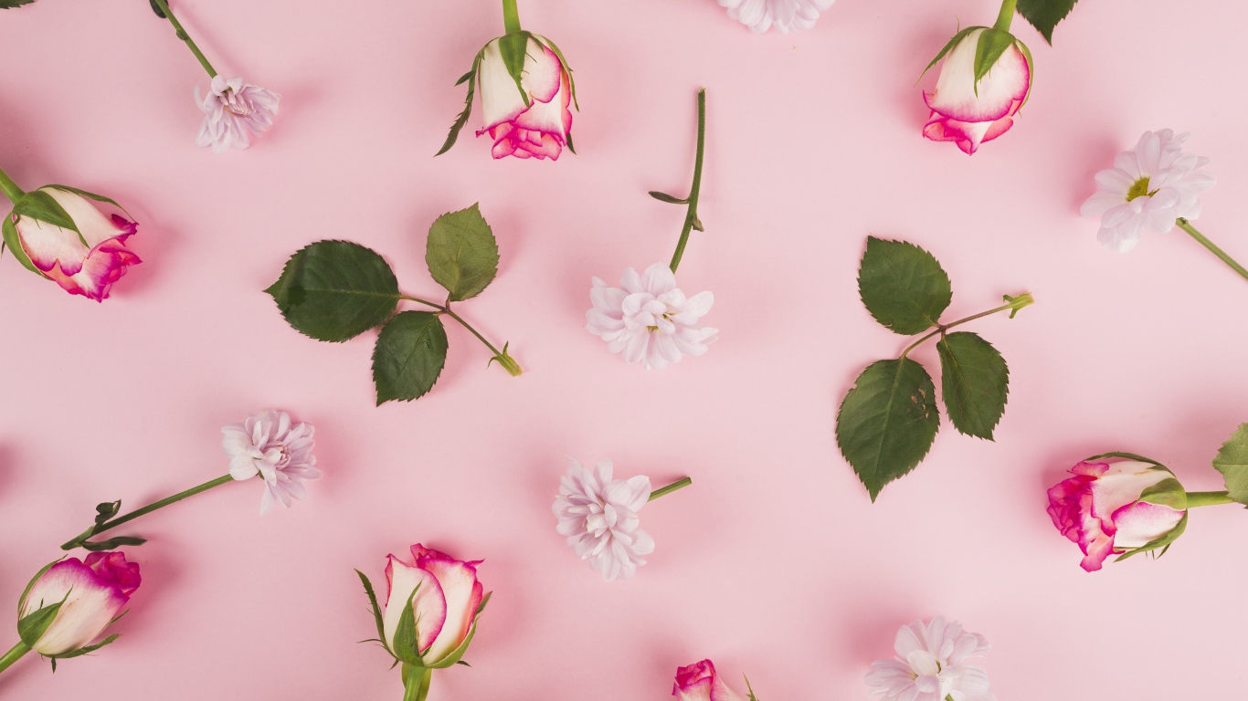 Розовые розы и хризантемы на розовом фоне 