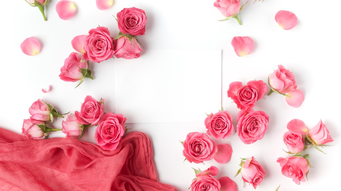 Розовые розы с белым листом бумаги на белом фоне