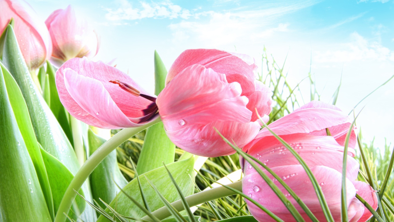 Розовые тюльпаны на фоне голубого неба