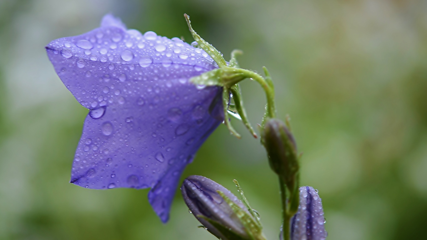 Фиолетовый колокольчик в каплях дождя