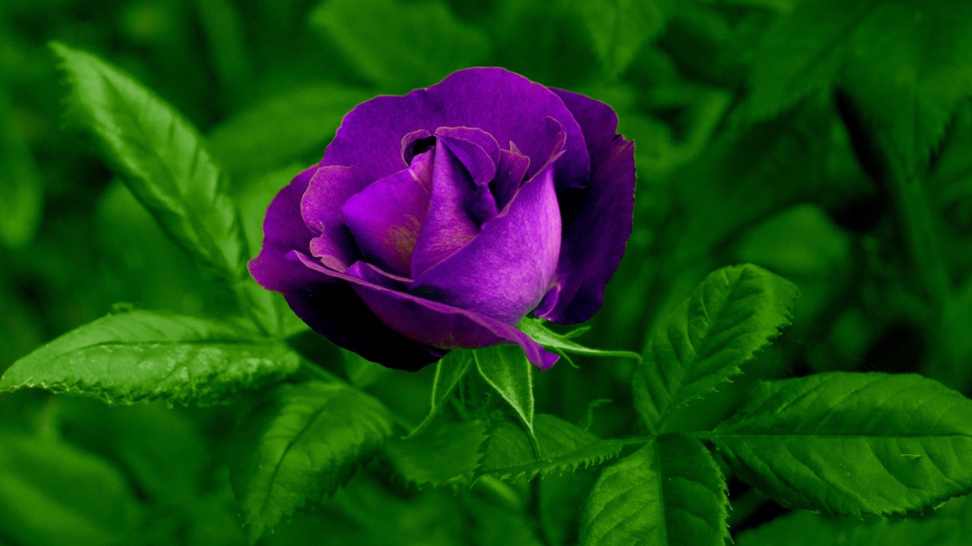 Фиолетовый цветок розы с зелеными листьями