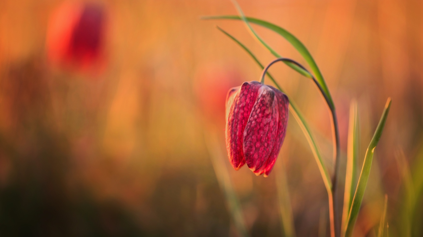 Красный цветок рябчик шахматный