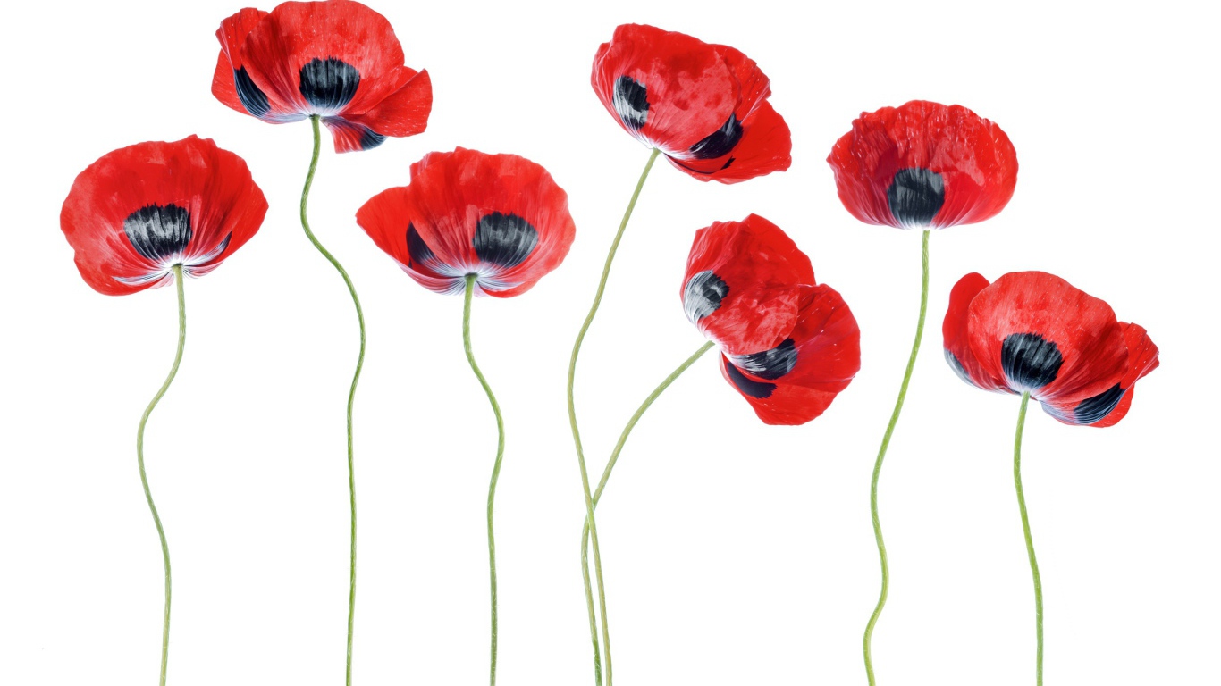 Красные маки на белом фоне