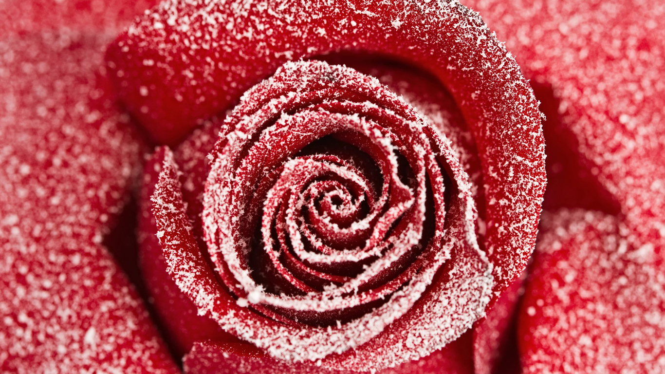 Красная роза покрытая инеем крупным планом 