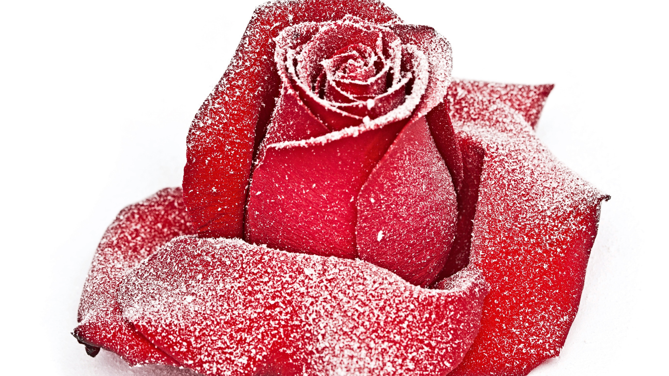 Сорванная красная роза в инее на снегу 