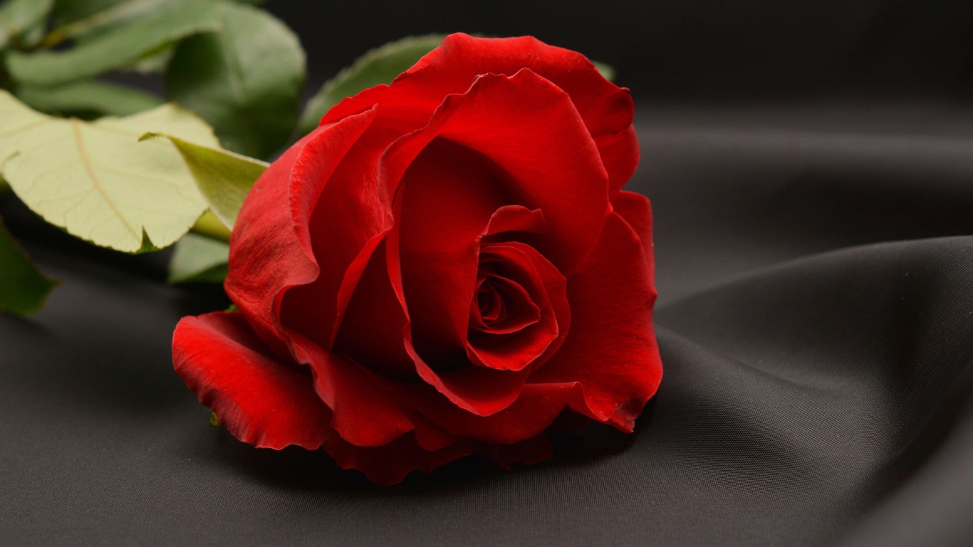 Красная роза на сером фоне