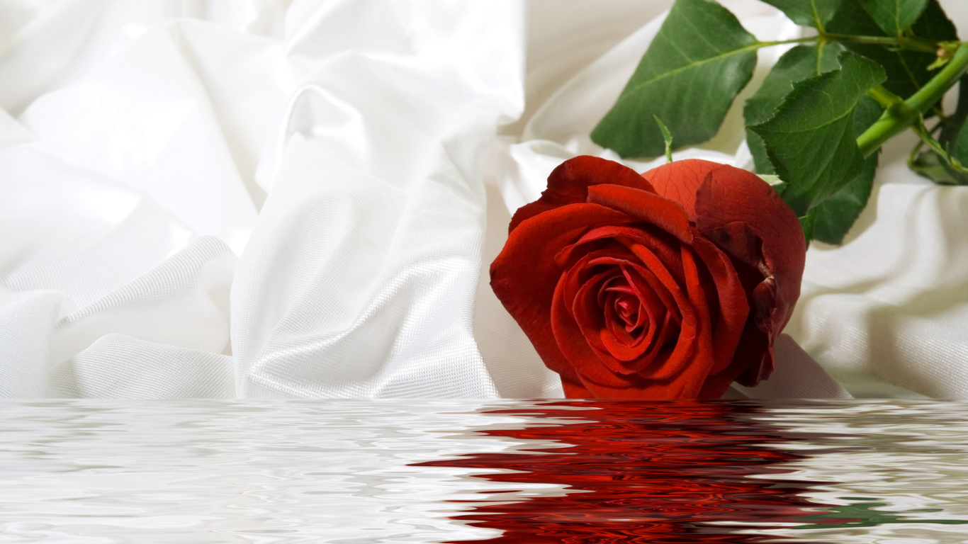 Красная роза с белой шелковой тканью в воде
