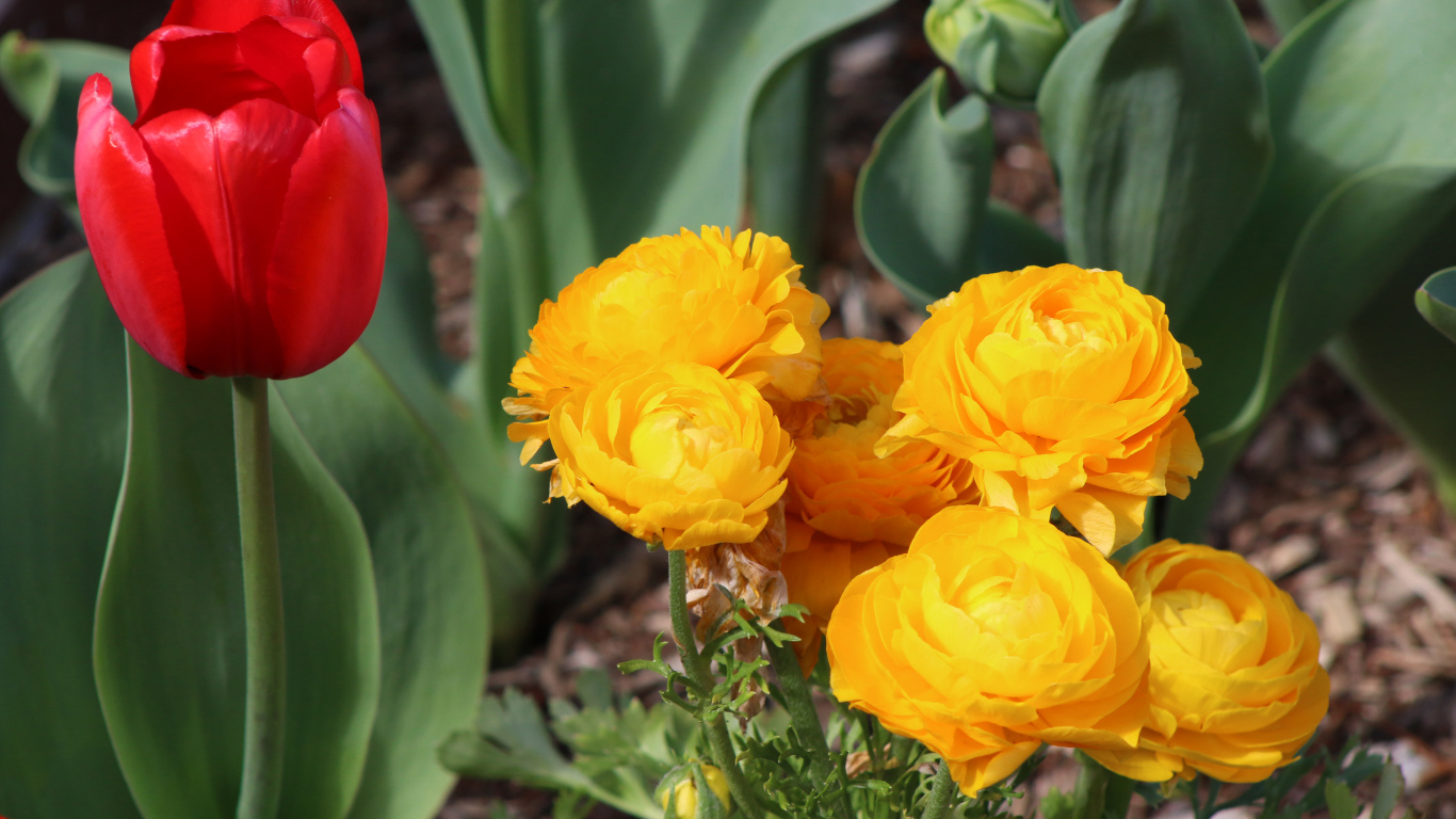 Красный тюльпан и желтые лютики на клумбе