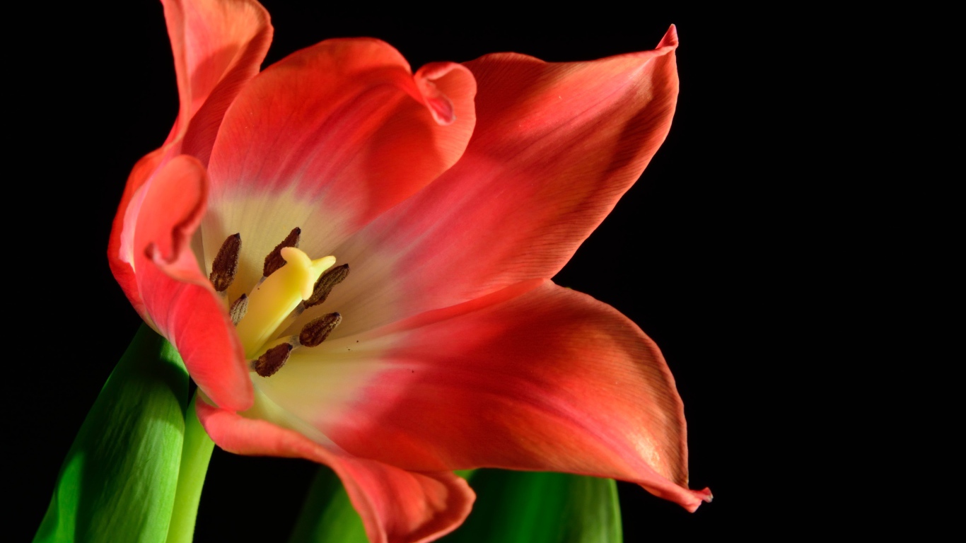 Красный тюльпан с зелеными листьями на черном фоне