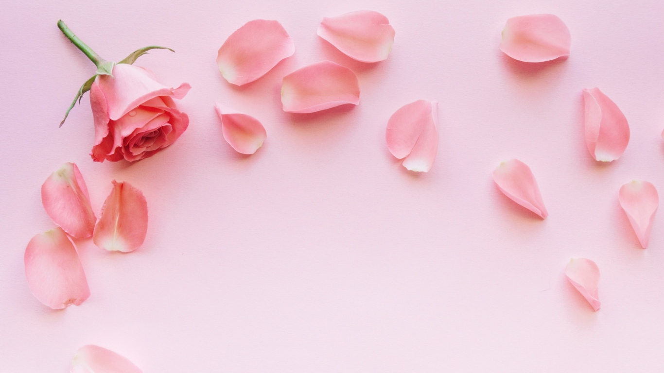 Роза с лепестками на розовом фоне